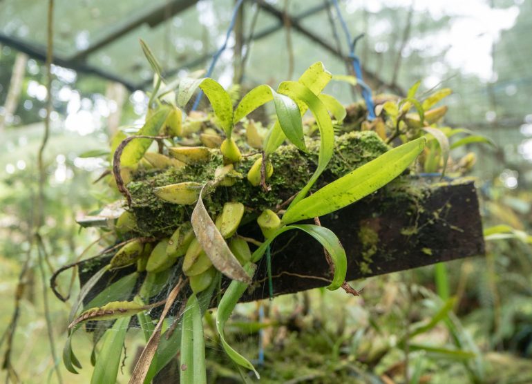 Sao Tome kasvitieteellinen puutarha
