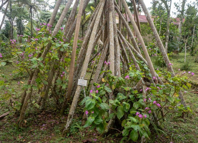 Sao Tome kasvitieteellinen puutarha