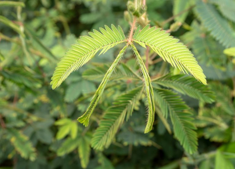 Sao Tome kasvitieteellinen puutarha