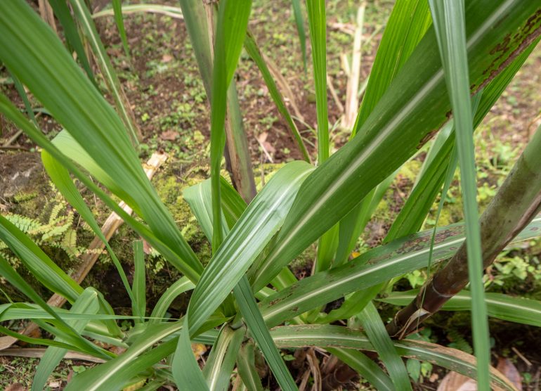 Sokeriruoko Sao Tome