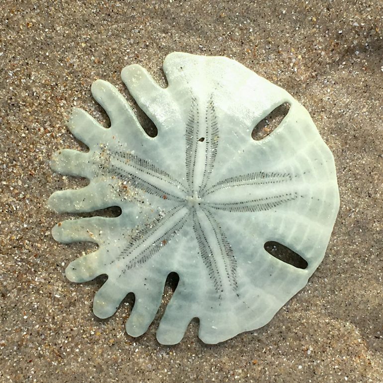 hietadollari sand dollar