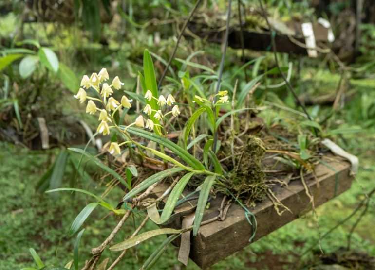 Sao Tome kasvitieteellinen puutarha