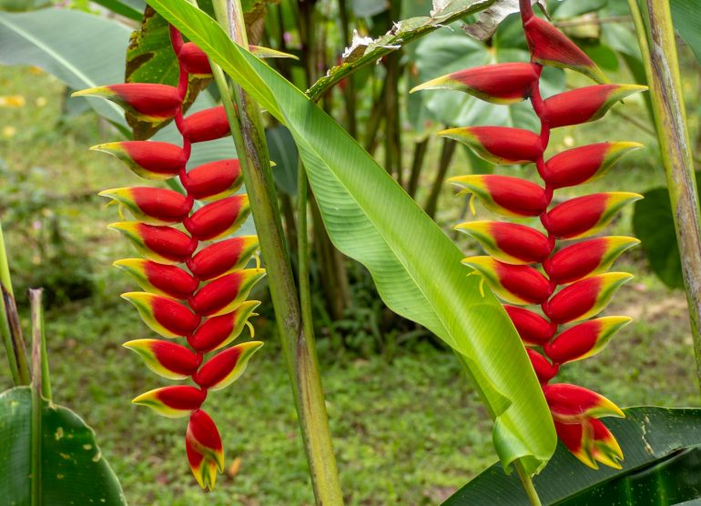 Sao Tome kasvitieteellinen puutarha