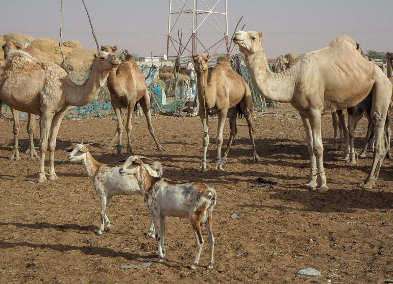 Mauritania kamelit Nouakchott Top3 kokemukset