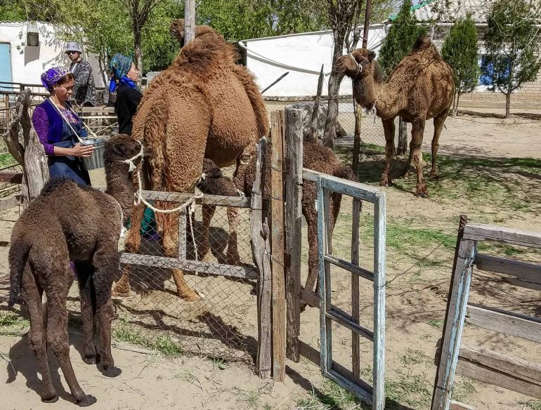 Darvaza kylävierailu