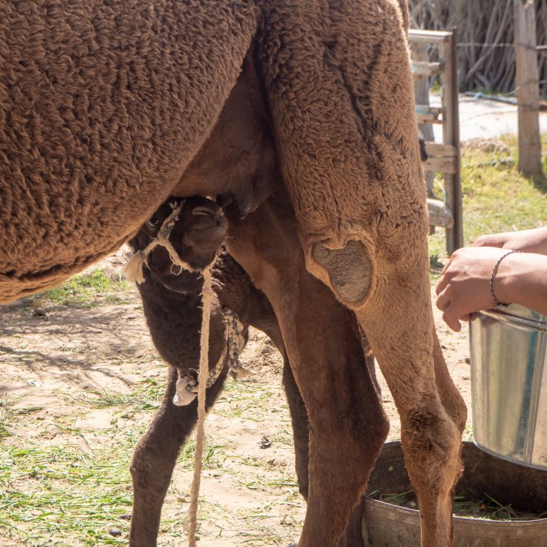Darvaza kylävierailu