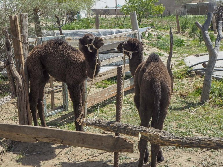 Darvaza kylävierailu