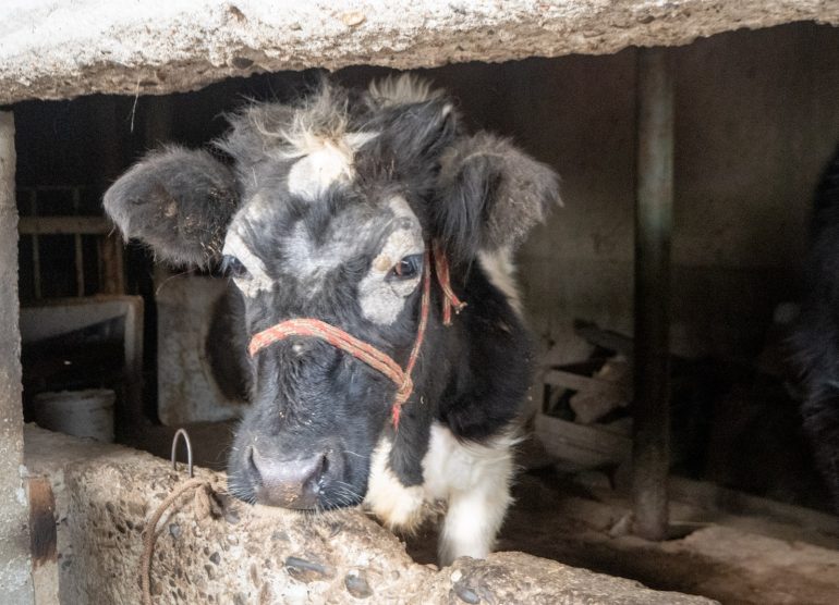 Tadzikistanilaisessa kodissa