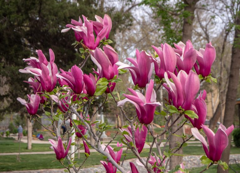 Khujand Dushanbesta Khujandiin