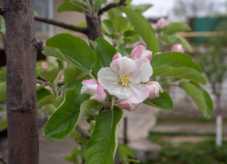 Tashkent vanha kaupunginosa