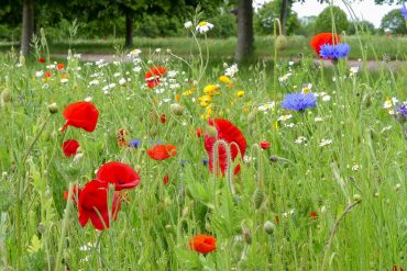 Puoli vuotta feature