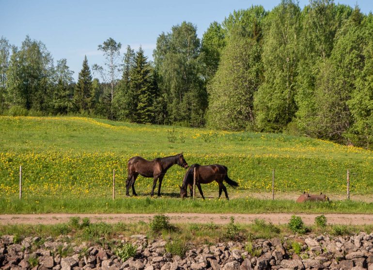 Saimaan kanava Soskua