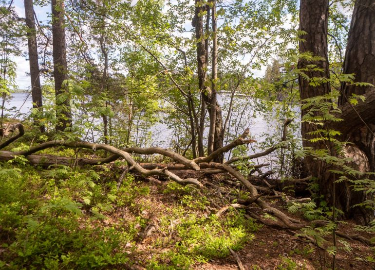 Verkkosaaren rannalla