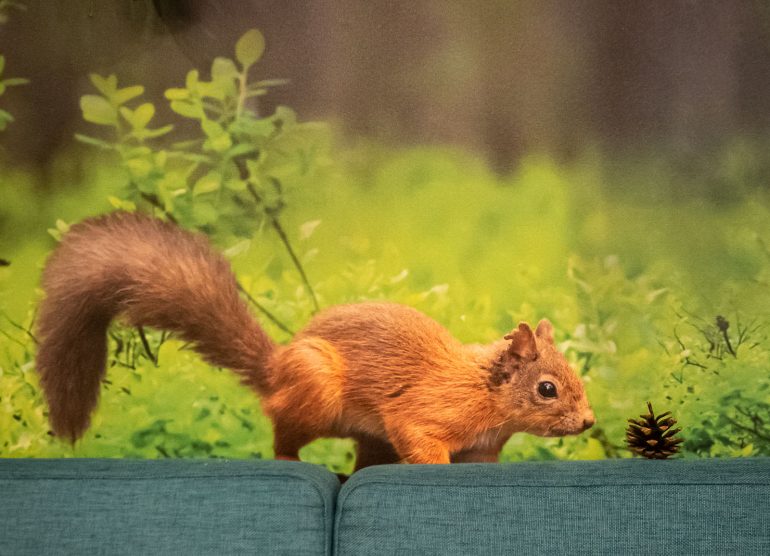Hotel Sveitsi orava ja käpy