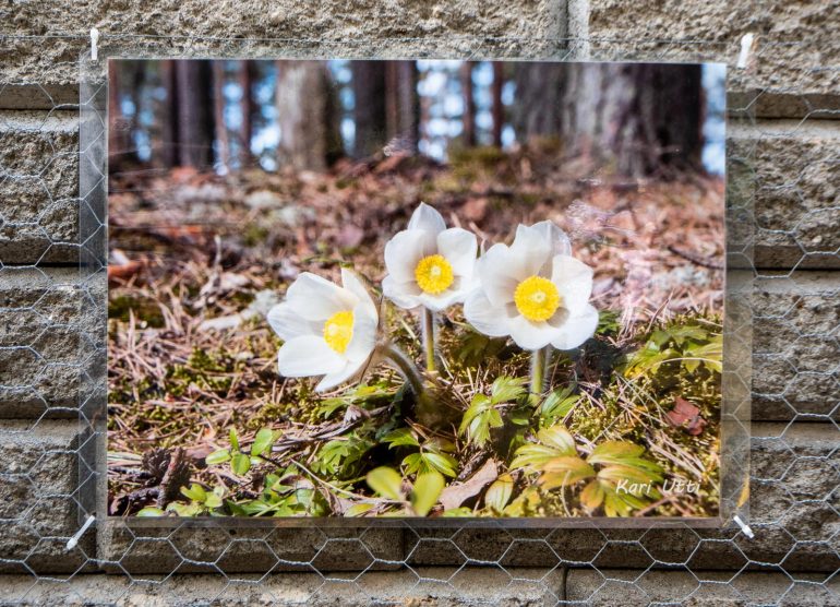 Heinolan kameraseura