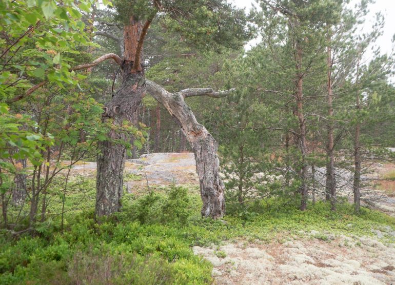 Lotsberget Högsåra