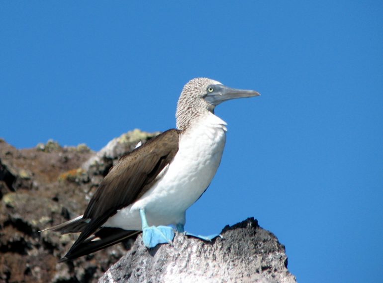 Sinijalkainen suula Galapagos Uudet Unescon maailmanperintökohteet