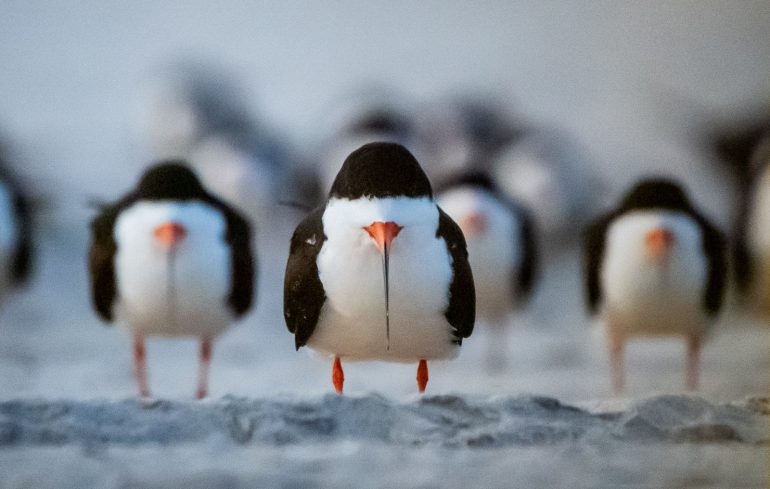 LOL Luonto on laiffii 2019