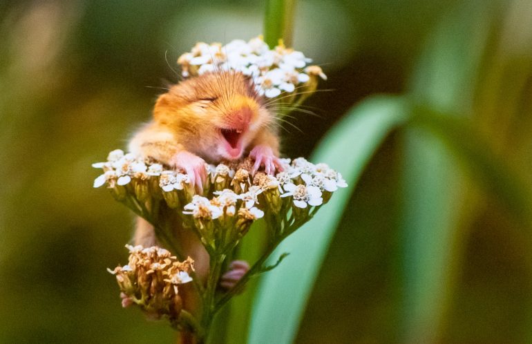 LOL Luonto on laiffii 2019