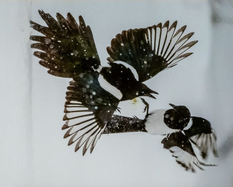 Lasse Kurkela Harakoiden tappelu