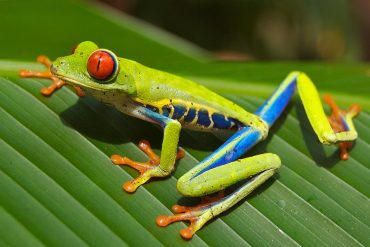 Syksy 2019 Costa Rica