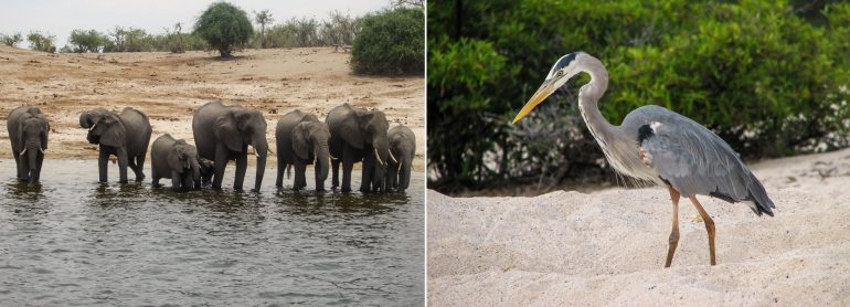 Chobe Galapagos