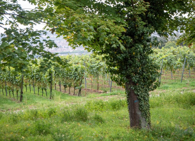 Viinitarhoja Stuttgart