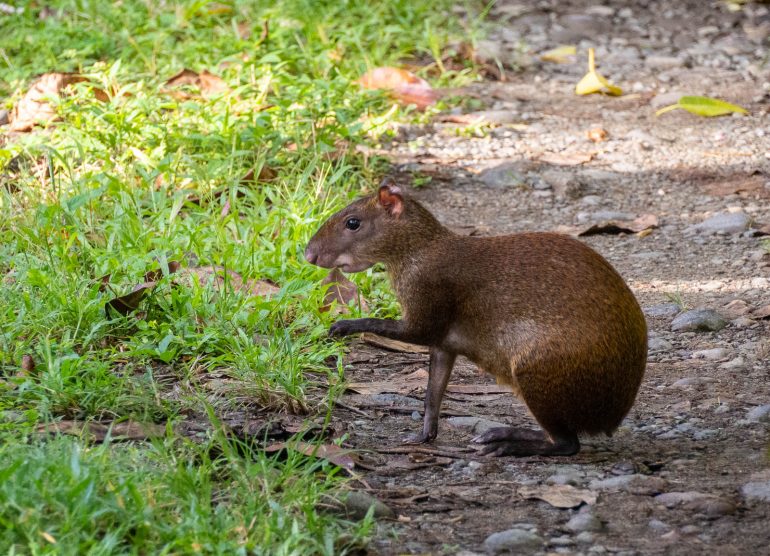 Puerto Viejo Costa Rica