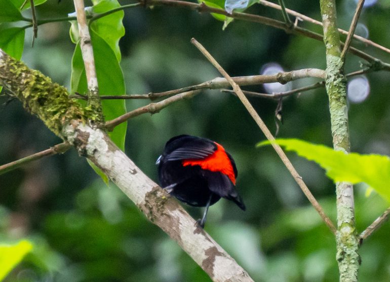 Puerto Viejo Costa Rica
