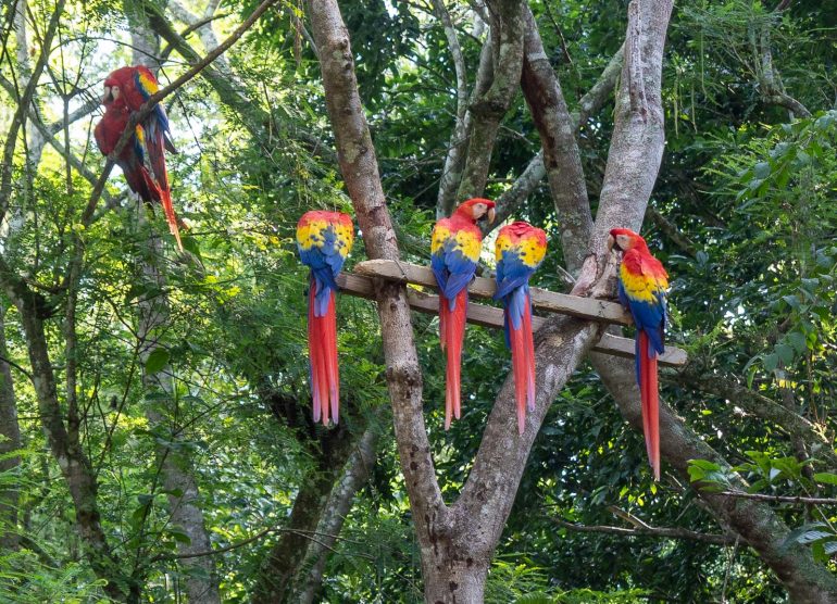 Puna-ara Honduras Copan