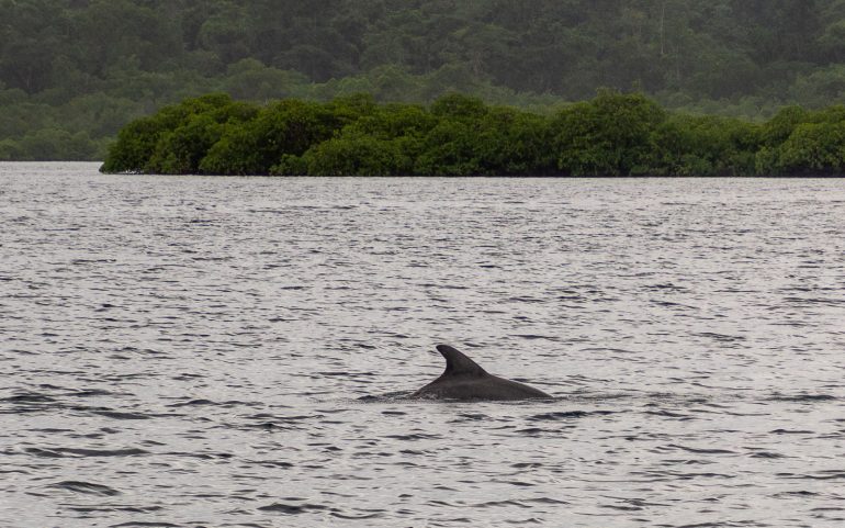 Delfiinit Bocas del Toro Panaman eläimistö