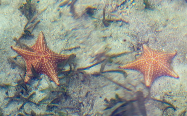 Meritähti Bocas del Toro Panama