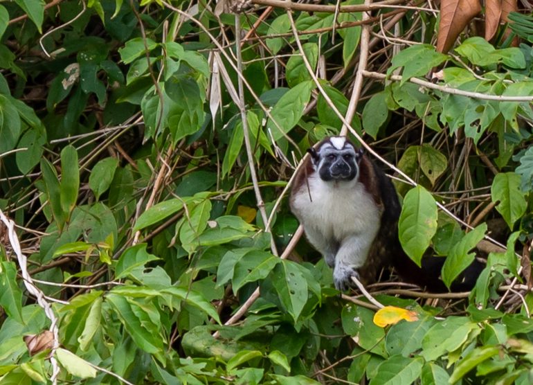 Monkey Island Gatun Panama