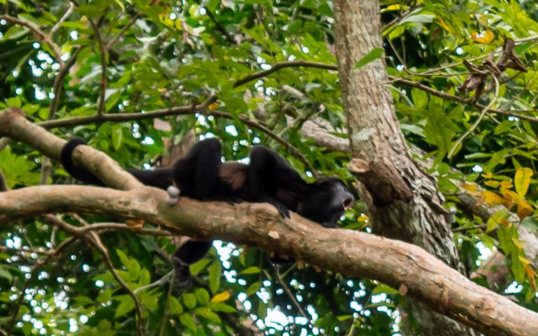 Monkey Island Gatun Panama
