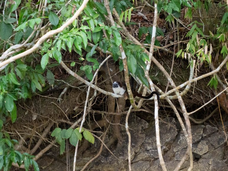 Monkey Island Gatun Panama Panaman eläimistö