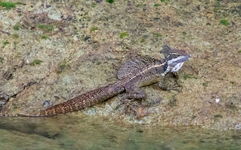 Lisko Panaman eläimistö