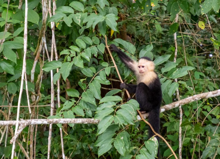 Monkey Island Gatun Panama