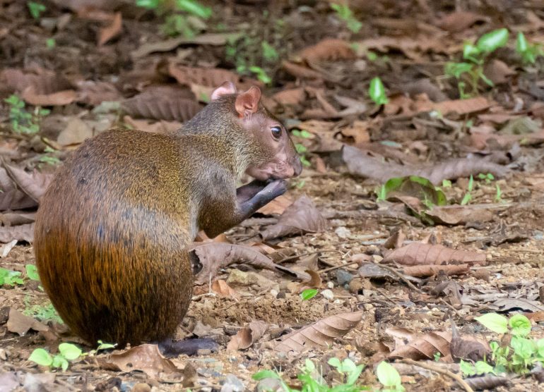 Kultajänis Panaman eläimistö