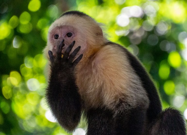 Kapusiiniapina Ometepe Nicaragua