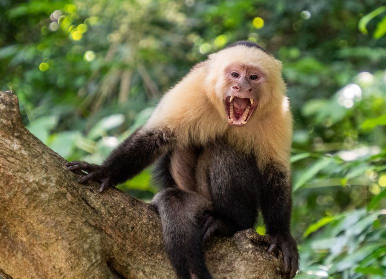 Kapusiiniapina Ometepe Nicaragua