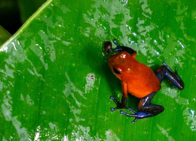 Los Lagos Costa Rica eläimiä