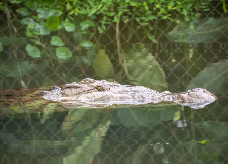 Los Lagos krokotiili