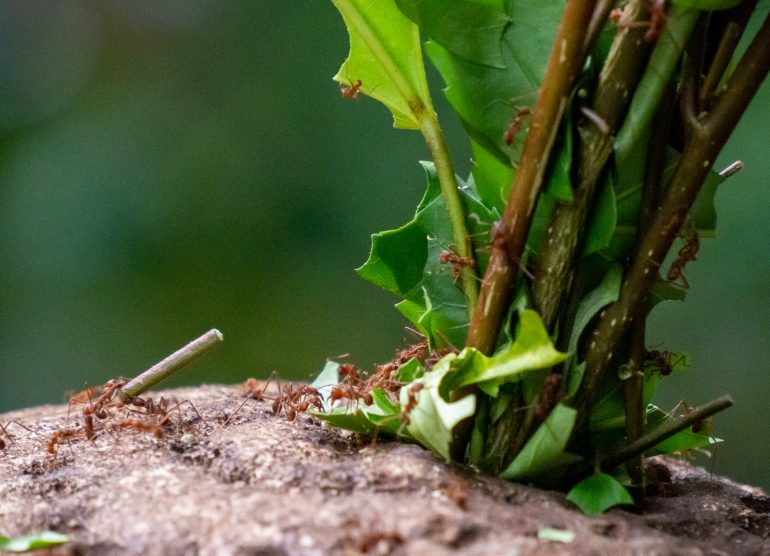 Los Lagos Costa Rica eläimiä