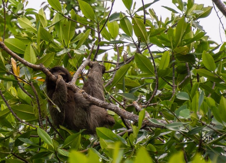 Laiskiainen Panaman eläimistö