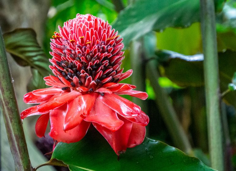 Mistico Arenal Costa Rica