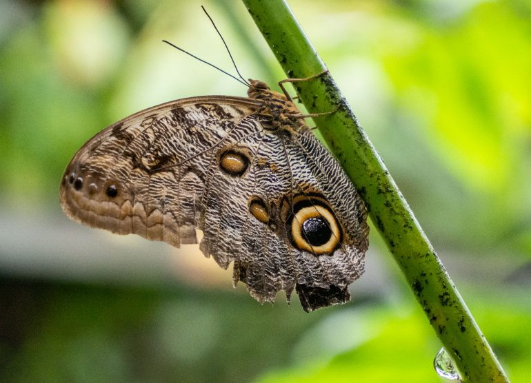 Los Lagos Costa Rica eläimiä