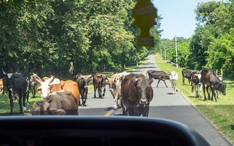 Lehmiä Ometepen saarella