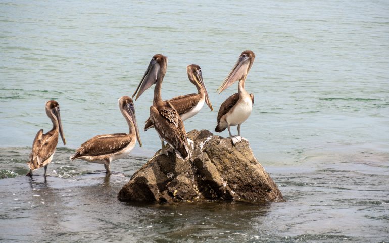 Pelikaaneja Panaman eläimistö