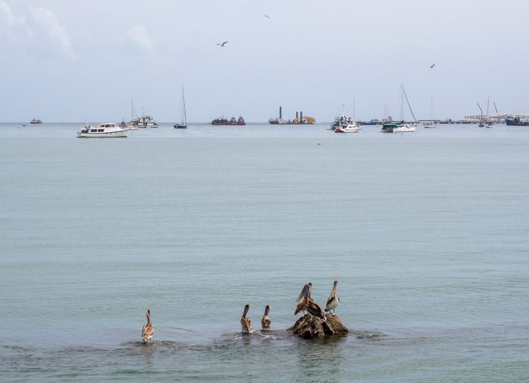 Pelikaaneja Panaman eläimistö