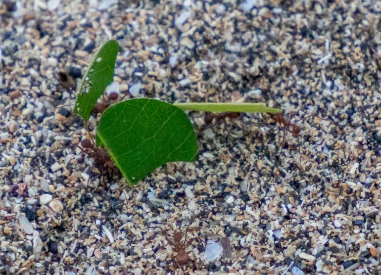 Lehdenleikkaajamuurahainen